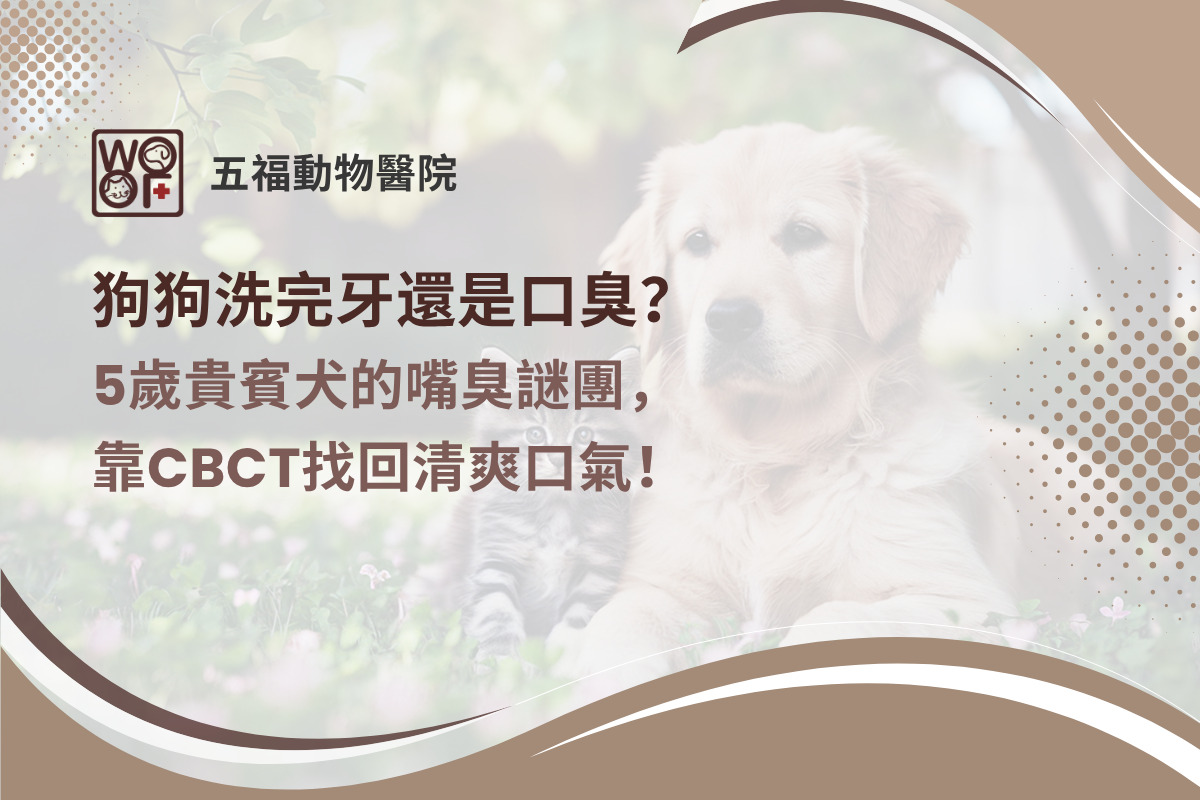 狗狗洗完牙還是口臭？5歲貴賓犬的嘴臭謎團，靠CBCT找回清爽口氣