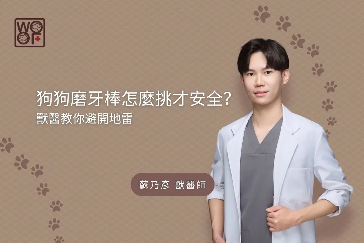 狗狗磨牙棒怎麼挑才安全？獸醫教你避開地雷