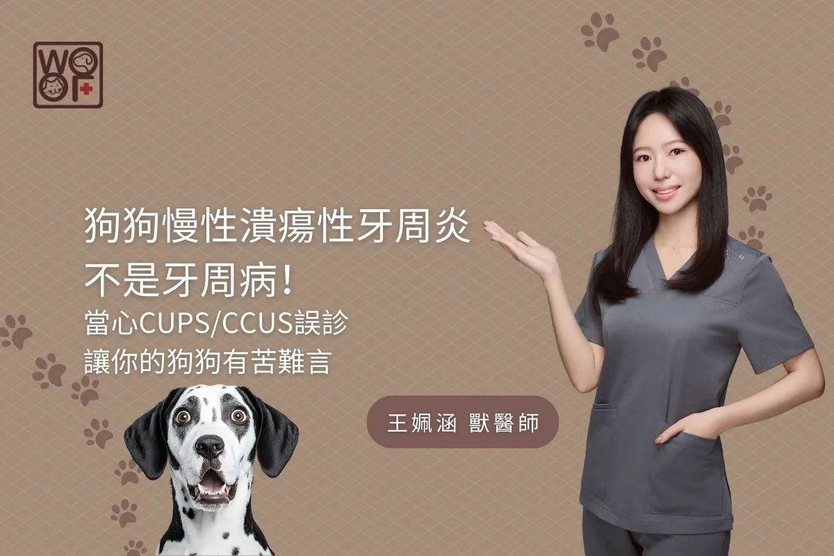 狗狗慢性潰瘍性牙周炎不是牙周病！當心CUPS/CCUS誤診讓你的狗狗有苦難言