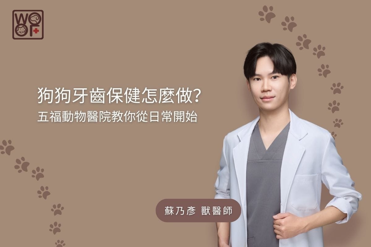狗狗牙齒保健怎麼做？五福動物醫院教你從日常開始