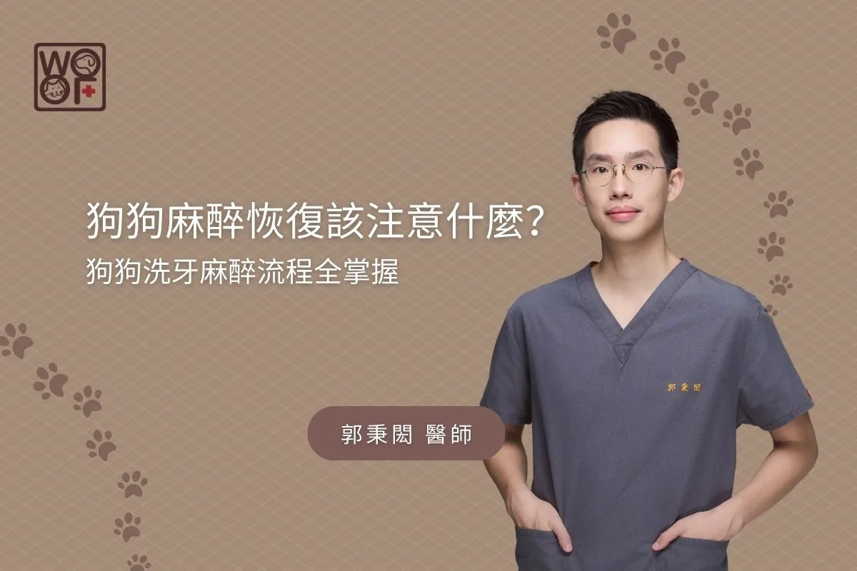 狗狗麻醉恢復該注意什麼？狗狗洗牙麻醉流程全掌握