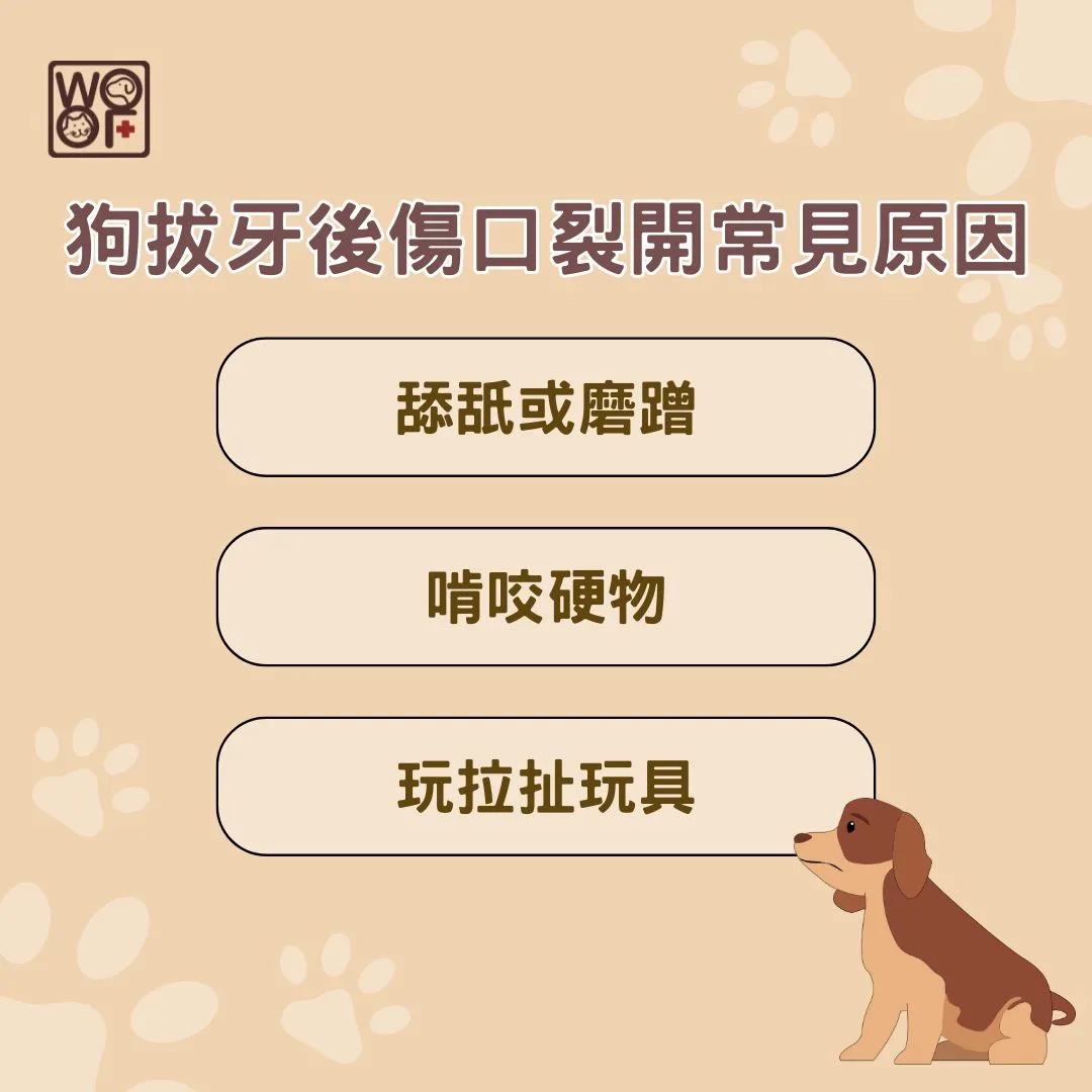 狗拔牙後傷口裂開常見原因