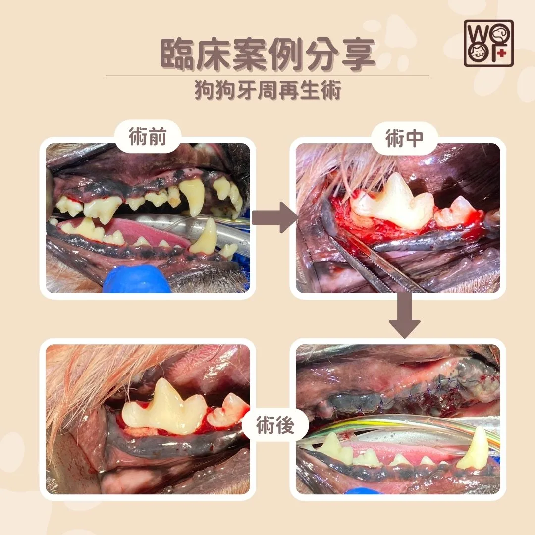 臨床案例分享狗狗牙周再生術