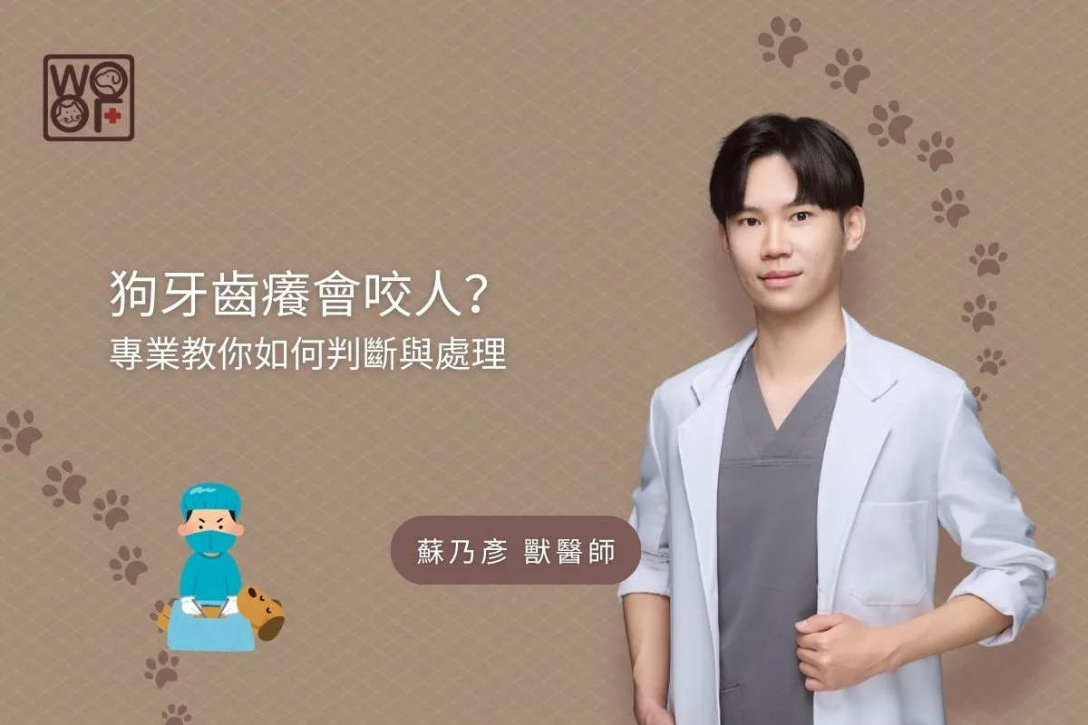 狗牙齒癢會咬人？專業教你如何判斷與處理
