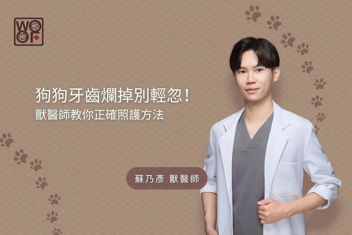 狗狗牙齒爛掉別輕忽！獸醫師教你正確照護方法