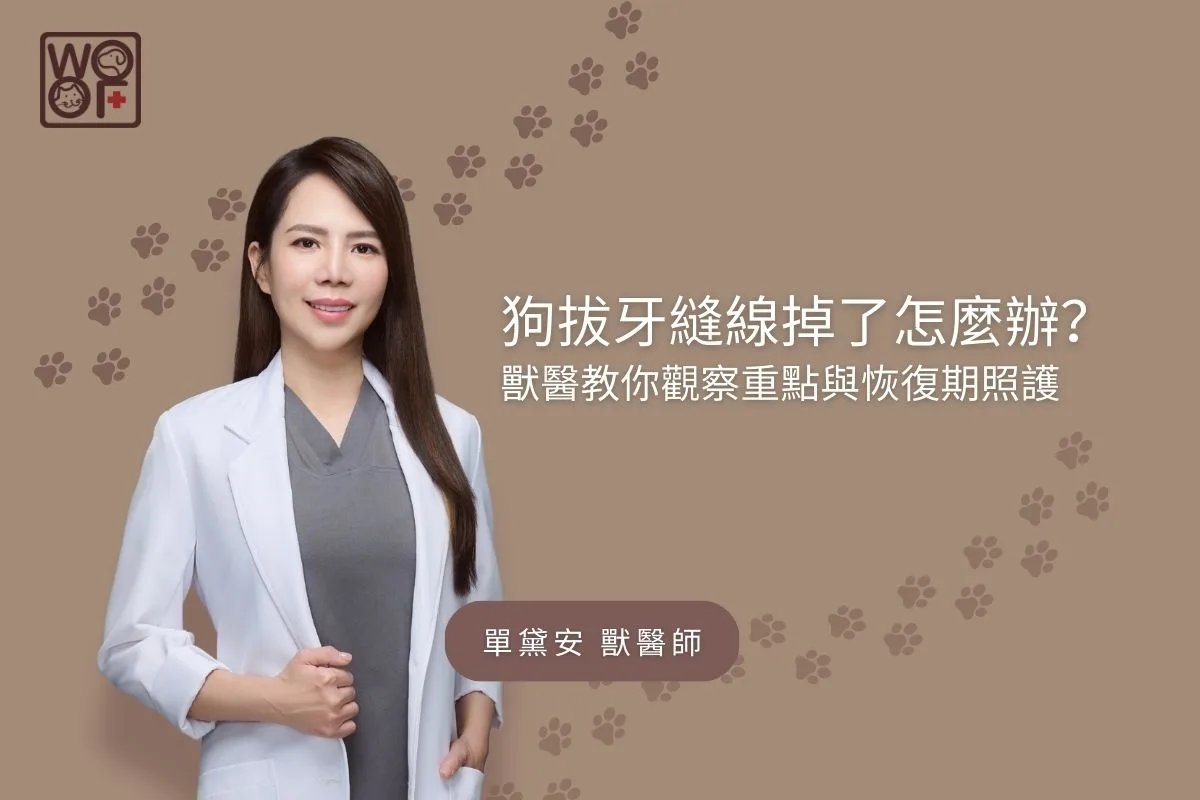 狗拔牙縫線掉了怎麼辦？獸醫教你觀察重點與恢復期照護