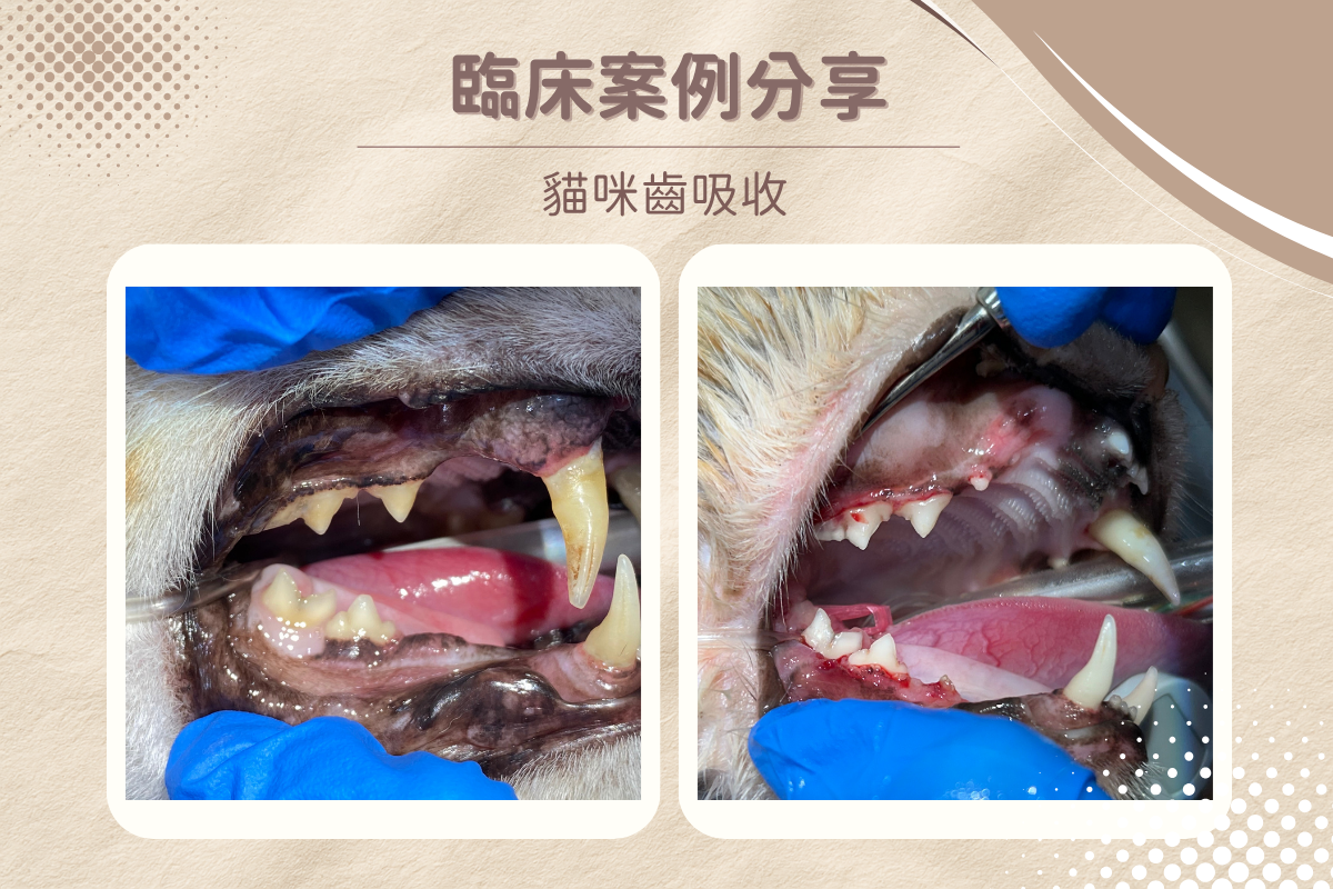dog underbite 1 10