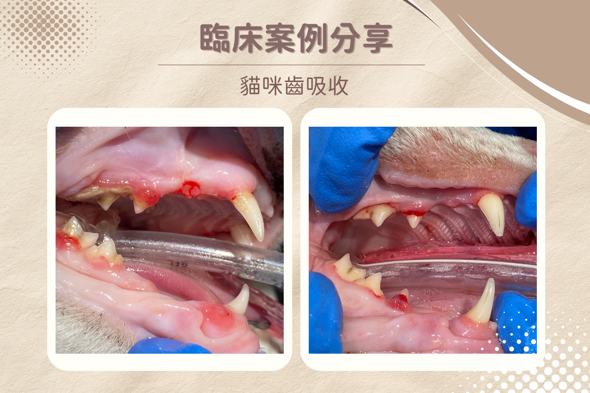 dog underbite 1 5 1