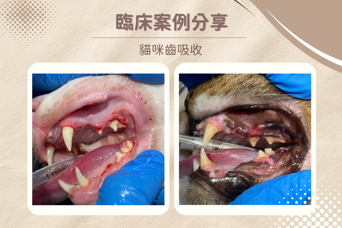dog underbite 1 6