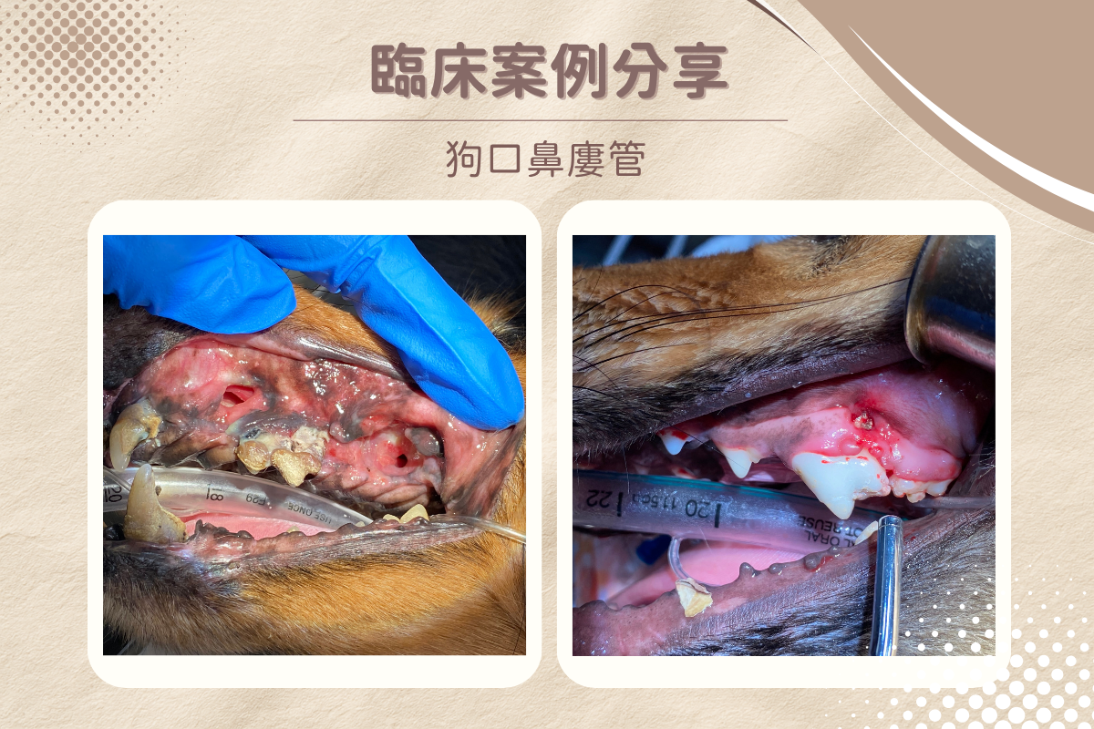 dog underbite 1 7