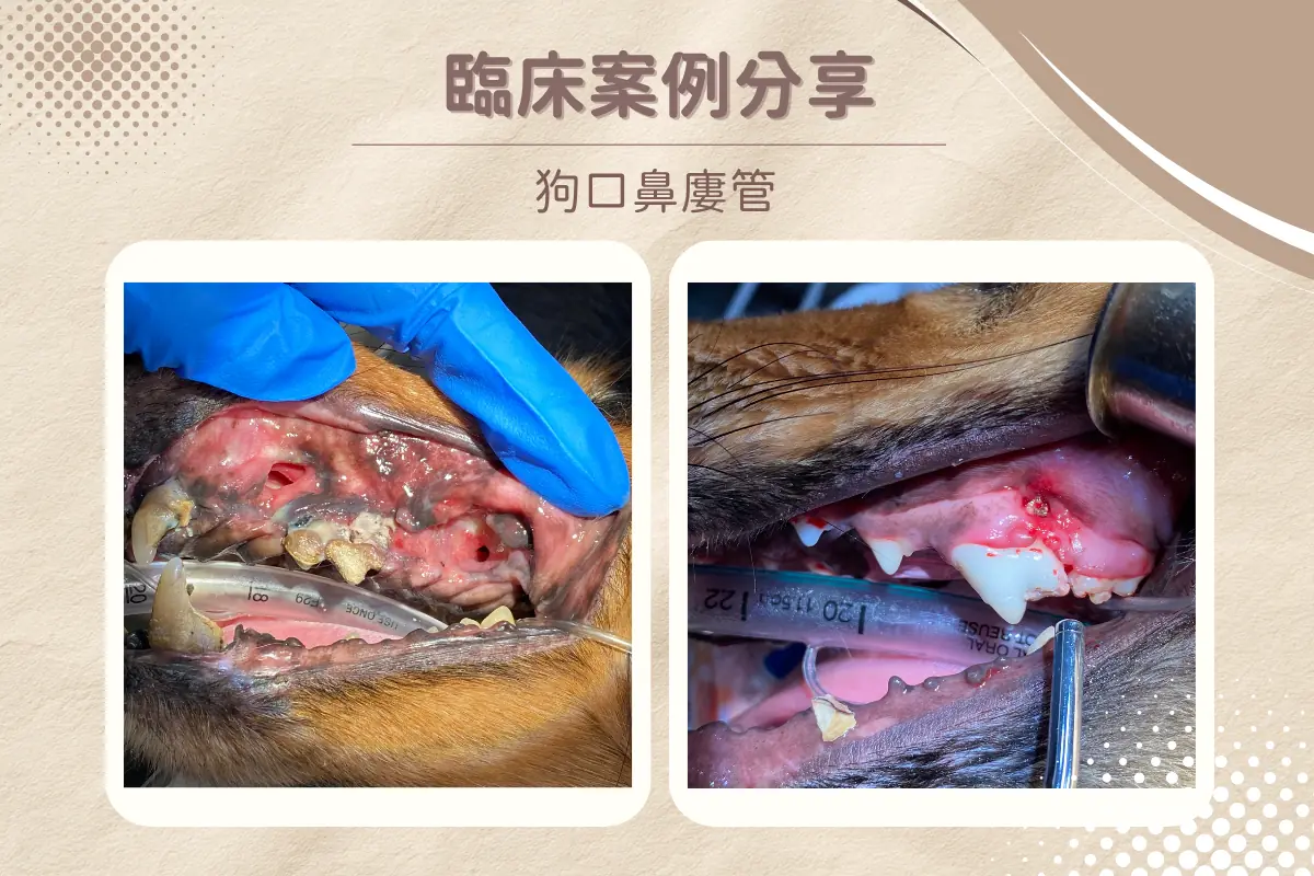dog underbite 1 7