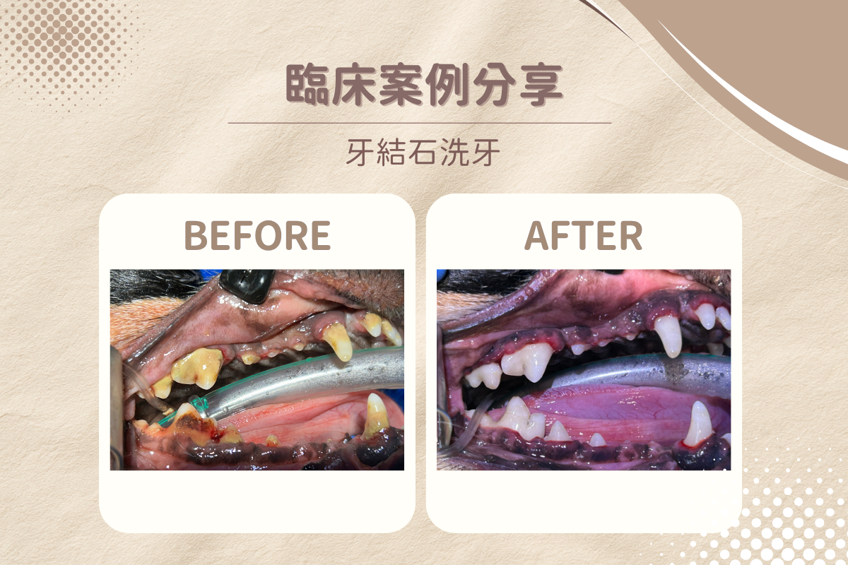 dog underbite 1 8