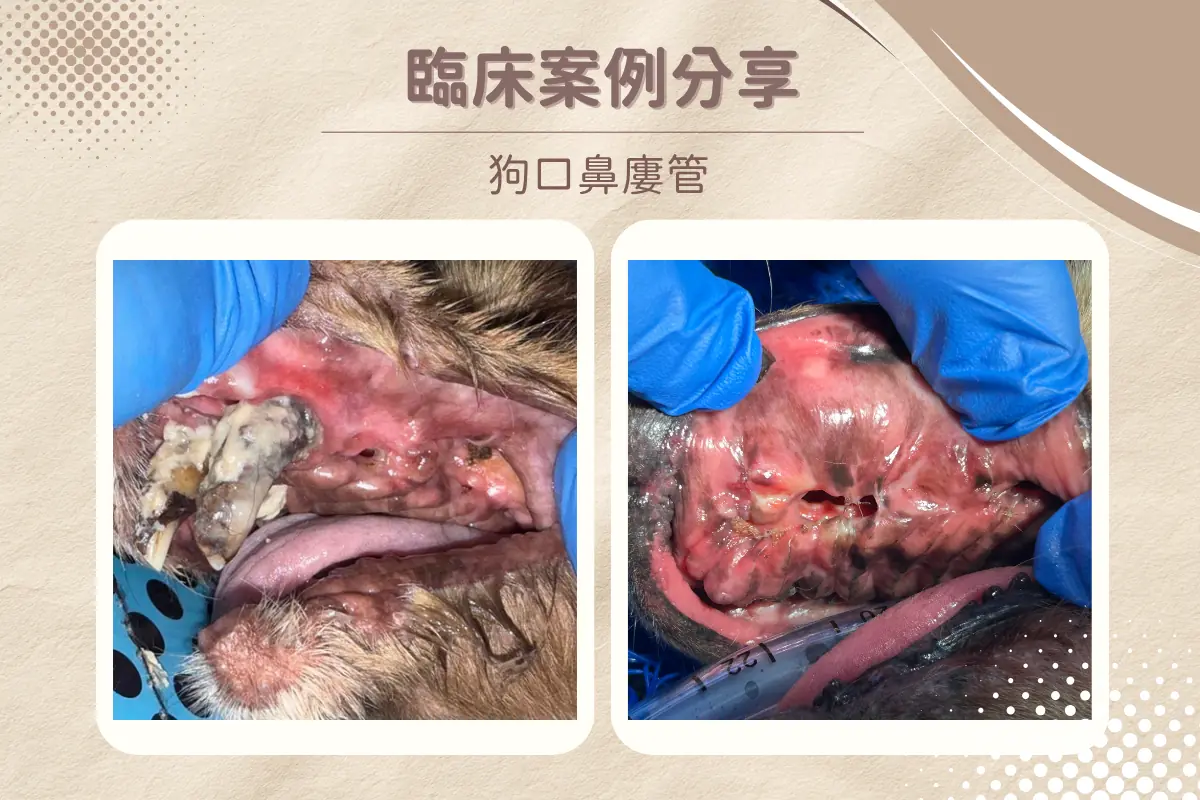 dog underbite 1 9