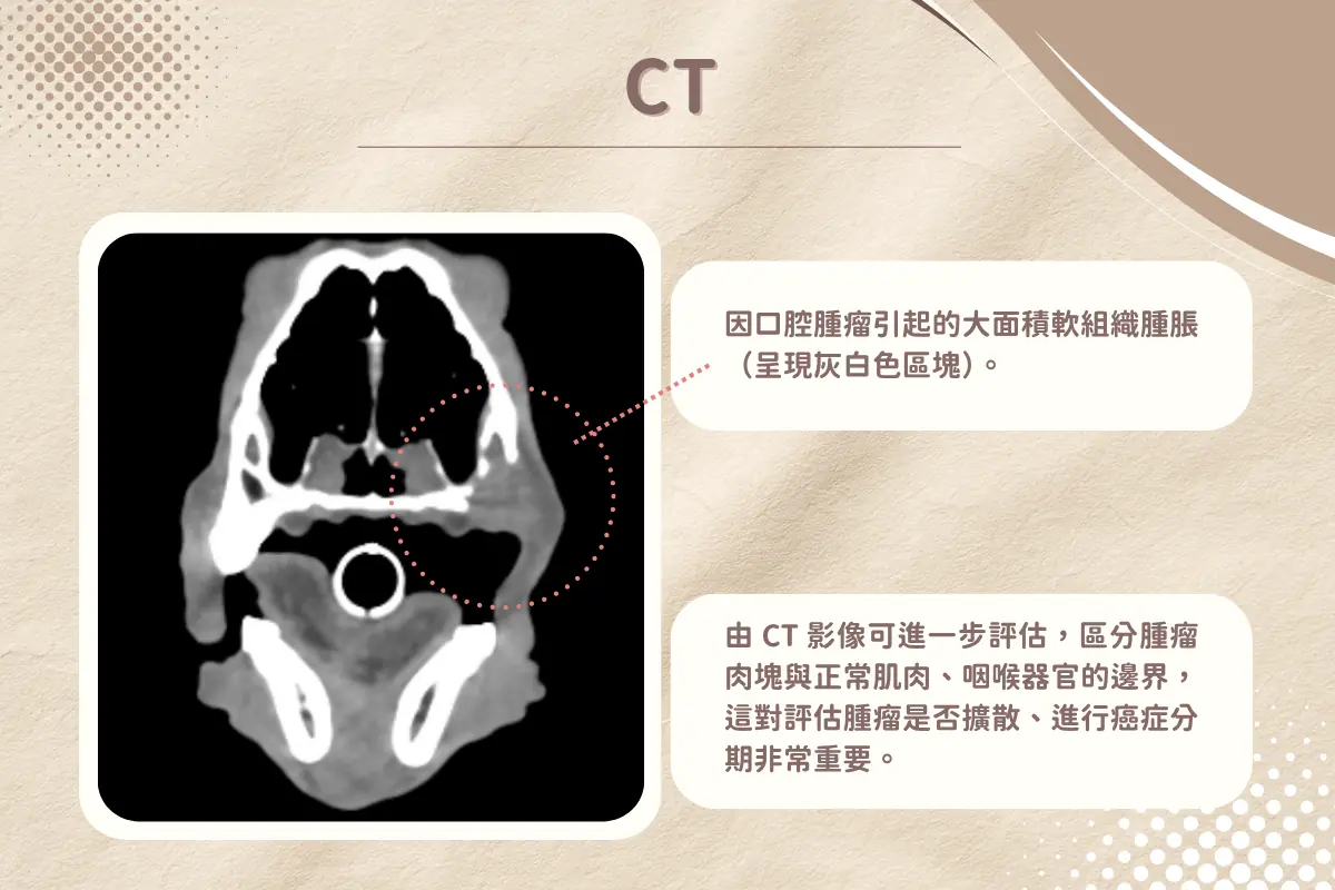 寵物CT與CBCT有何不同?從口腔腫瘤案例,看懂獸醫牙科3D影像的差異 2 dog underbite 1