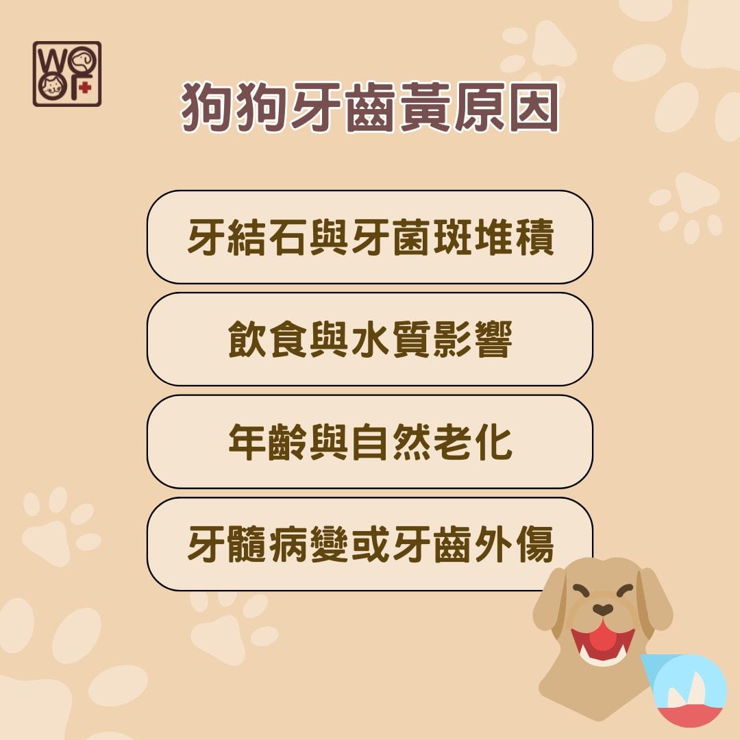 狗狗牙齒黃原因