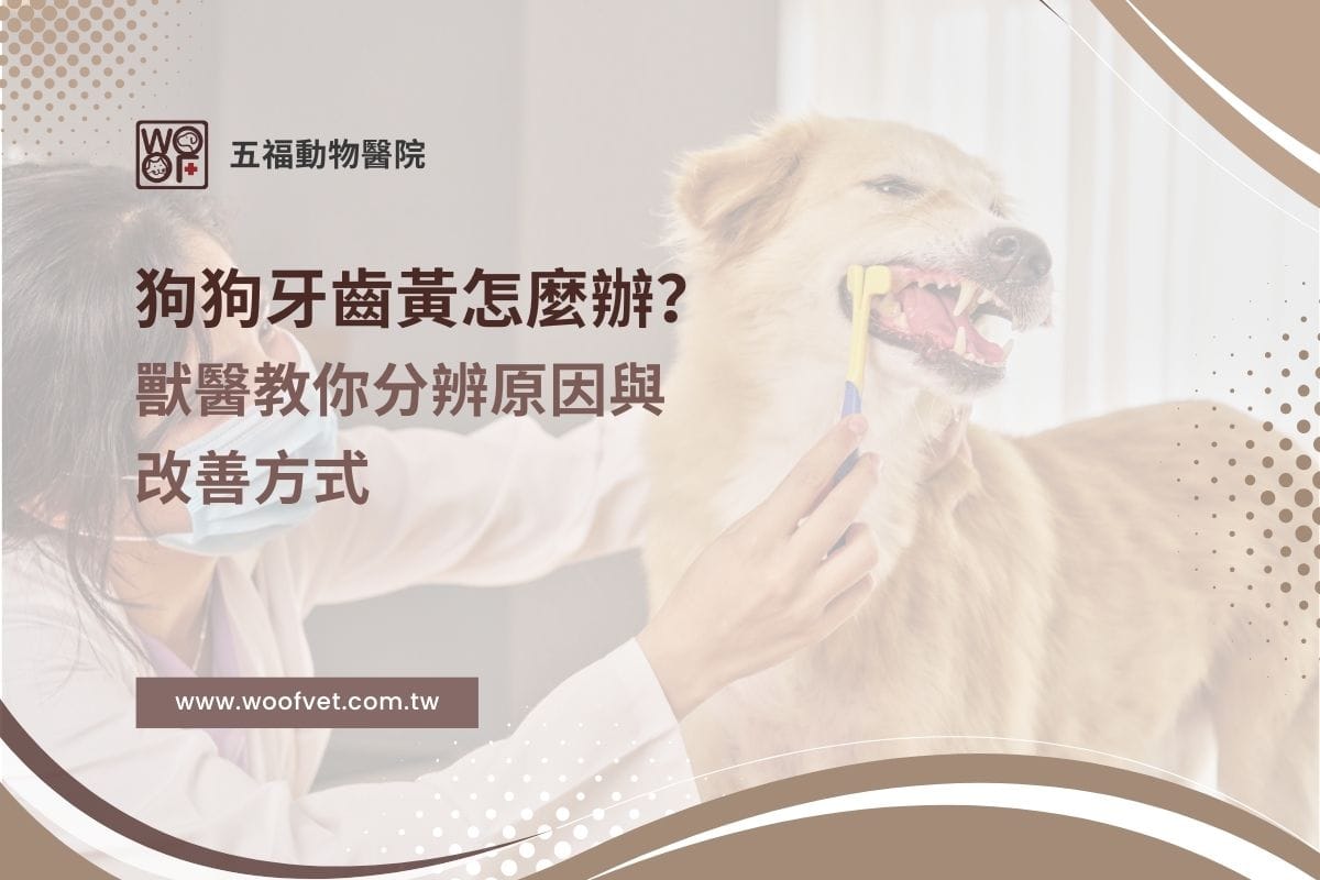 狗狗牙齒黃怎麼辦？獸醫教你分辨原因與改善方式