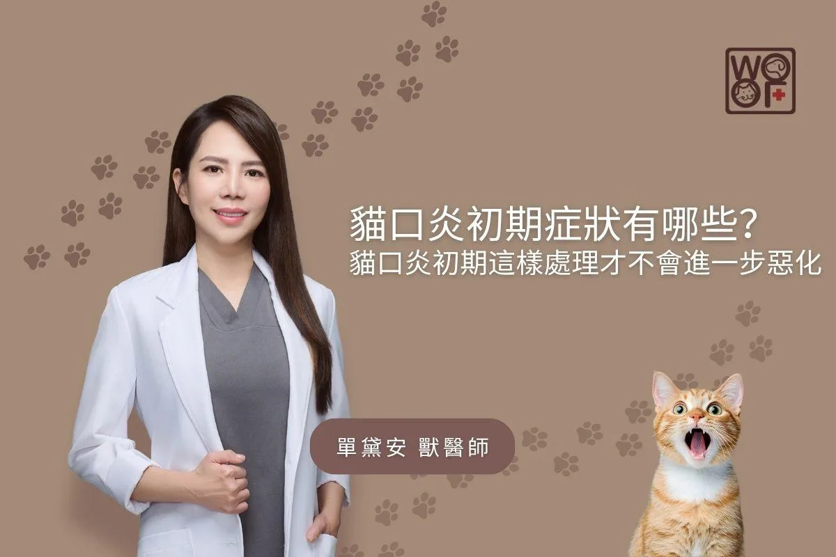 貓口炎初期症狀有哪些？貓口炎初期這樣處理才不會進一步惡化