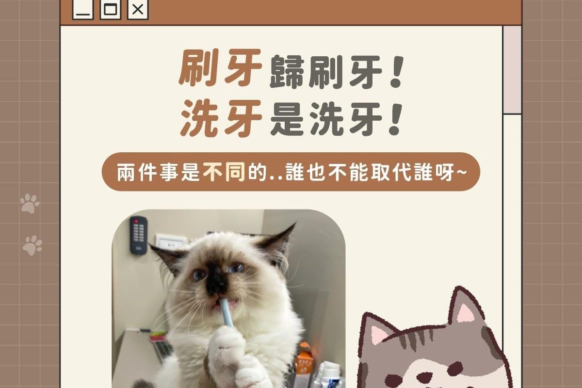 這樣幫狗狗貓咪刷牙沒有效！寵物潔牙5大迷思破解