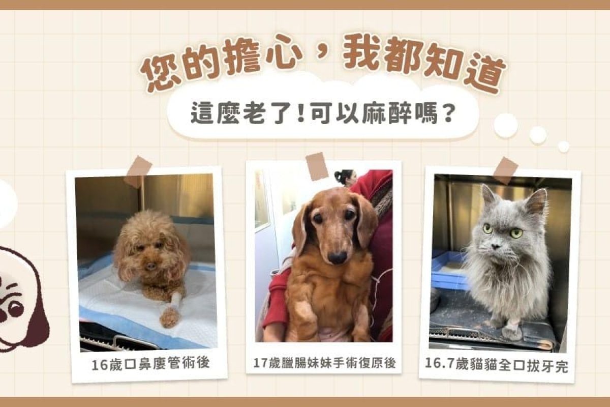 老貓老狗麻醉風險高嗎？寵物年紀大還可以麻醉嗎？