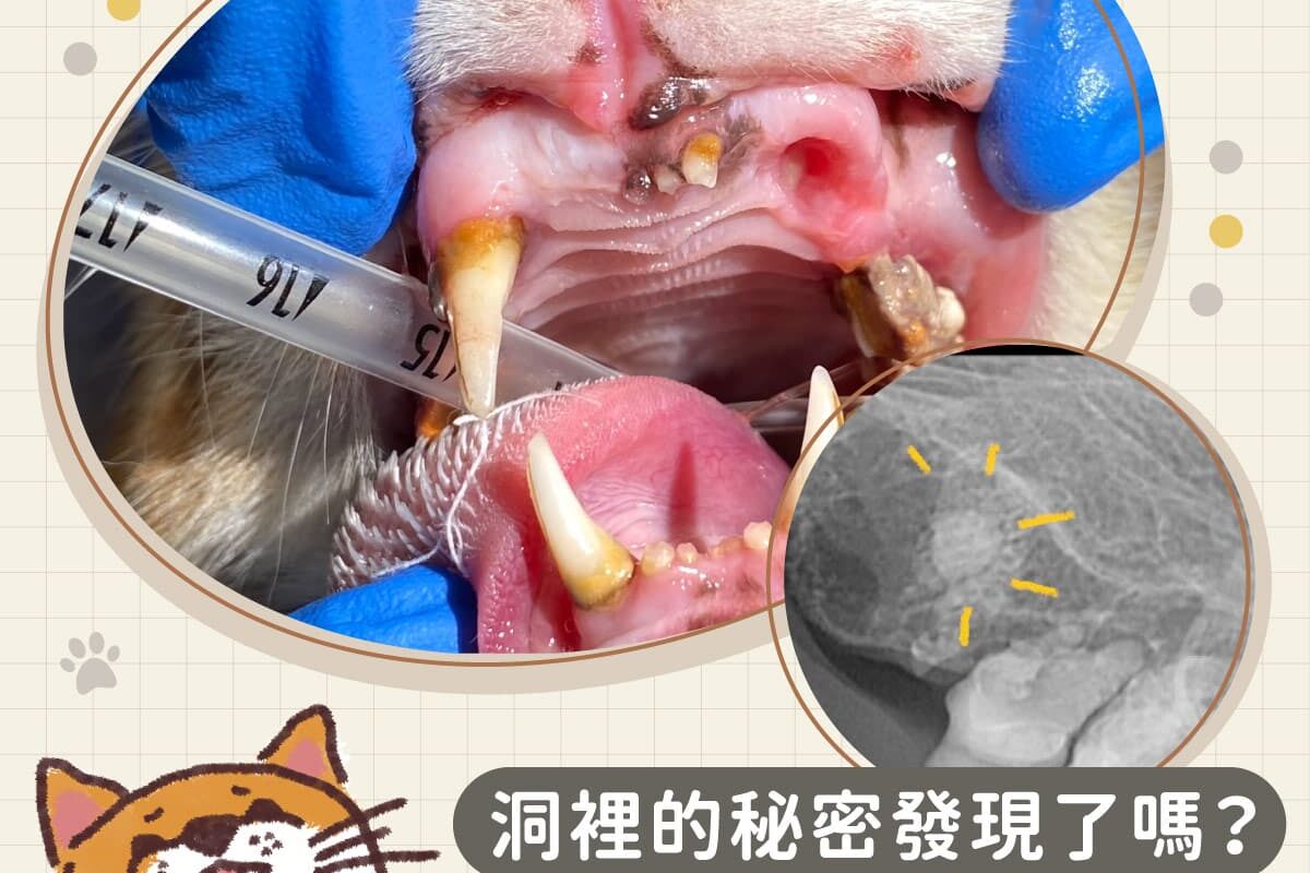 15歲貓咪牙周治療