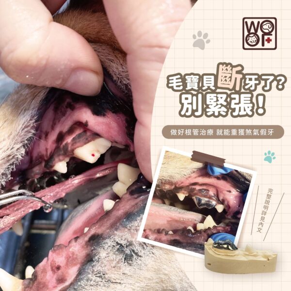 毛孩斷牙別緊張！淺談貓狗根管治療 ( Endodontic Treatment)