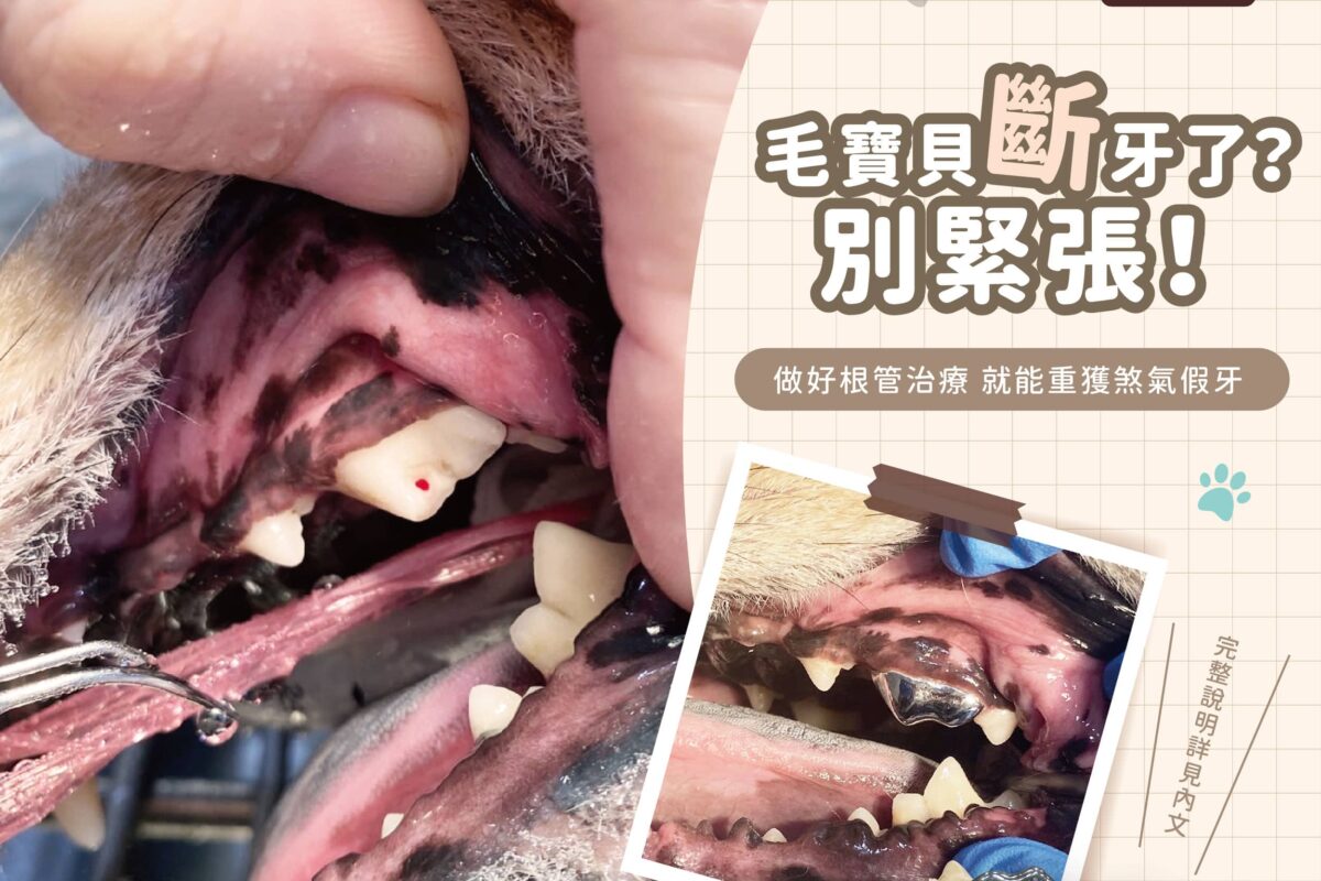 毛孩斷牙別緊張！淺談貓狗根管治療 ( Endodontic Treatment)