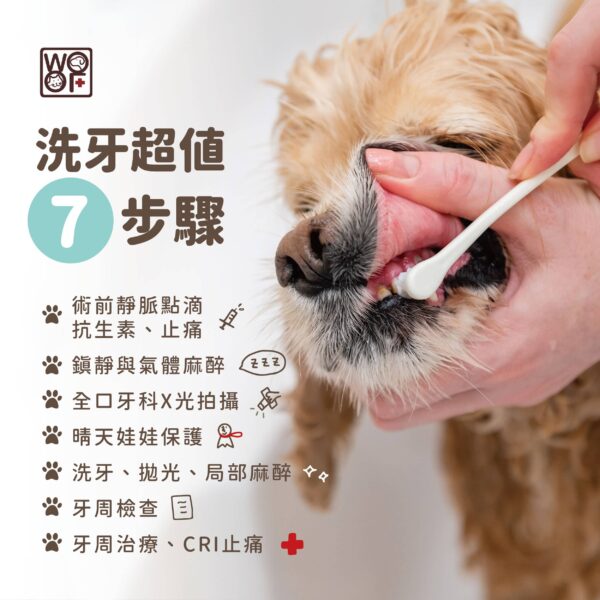 犬貓洗牙超值7步驟！常見QA大集合