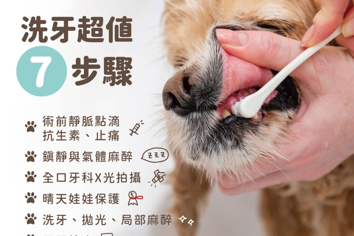 犬貓洗牙超值7步驟！常見QA大集合