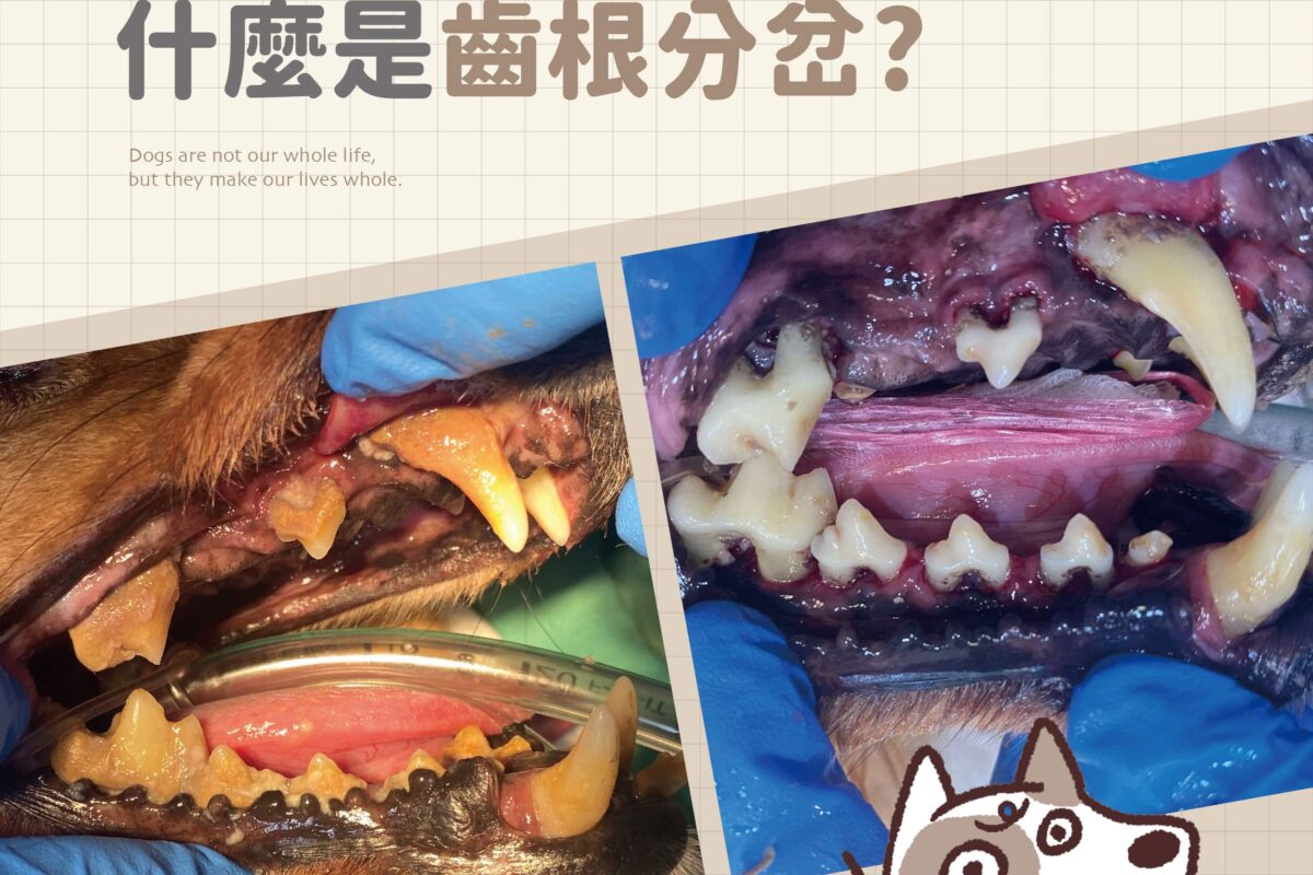 什麼是齒根分叉(Furcation)？貓咪狗狗齒根分叉怎麼辦？