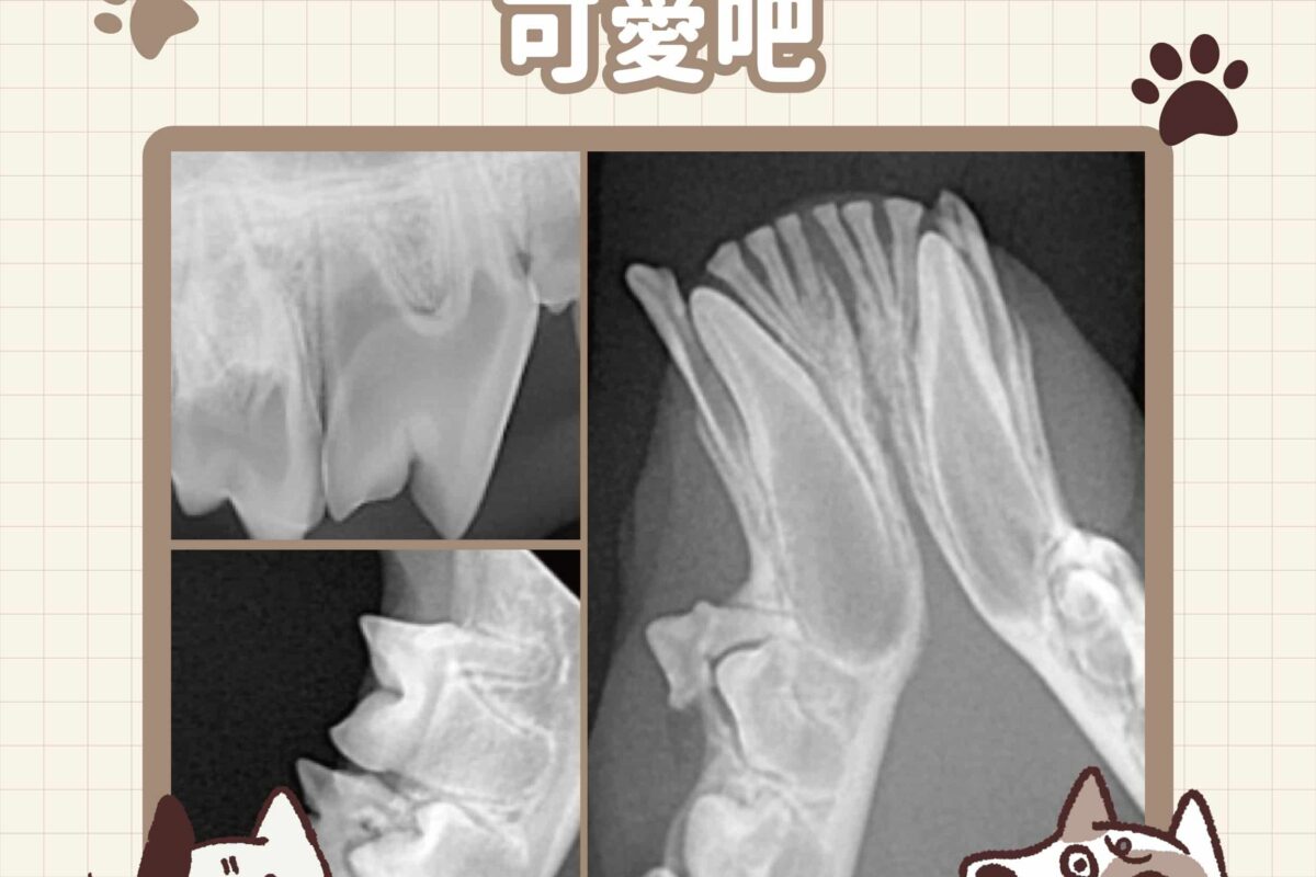 20221021_可愛的X光_工作區域 1