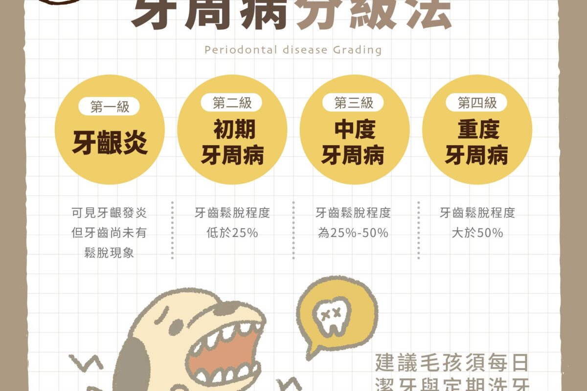 犬貓牙周病種類有哪些？帶你了解犬貓牙周病臨床分級