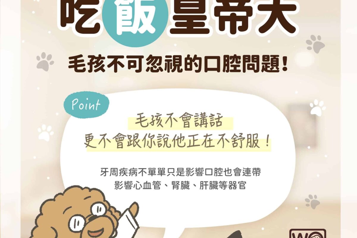 家中貓狗不吃飯？那些你該知道的犬貓牙周檢查細節