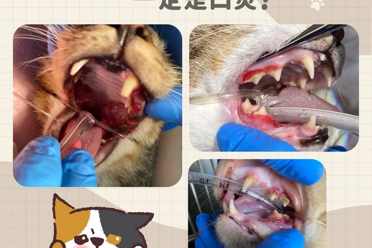 貓咪口炎是什麼？貓口炎全攻略原因、症狀、治療方式一次看