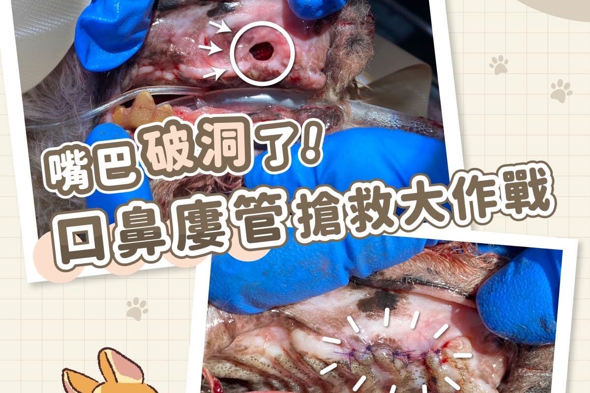 口鼻瘻管讓狗狗嘴巴有破洞？！口鼻瘻管搶救大作戰