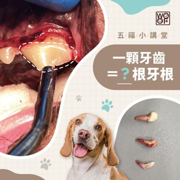 貓狗牙齒數量大不同？犬貓1顆牙齒到底有幾根牙根？