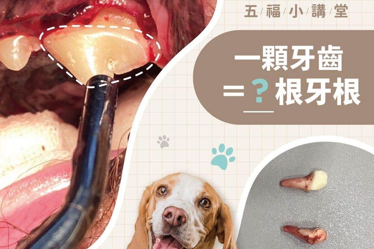 貓狗牙齒數量大不同？犬貓1顆牙齒到底有幾根牙根？