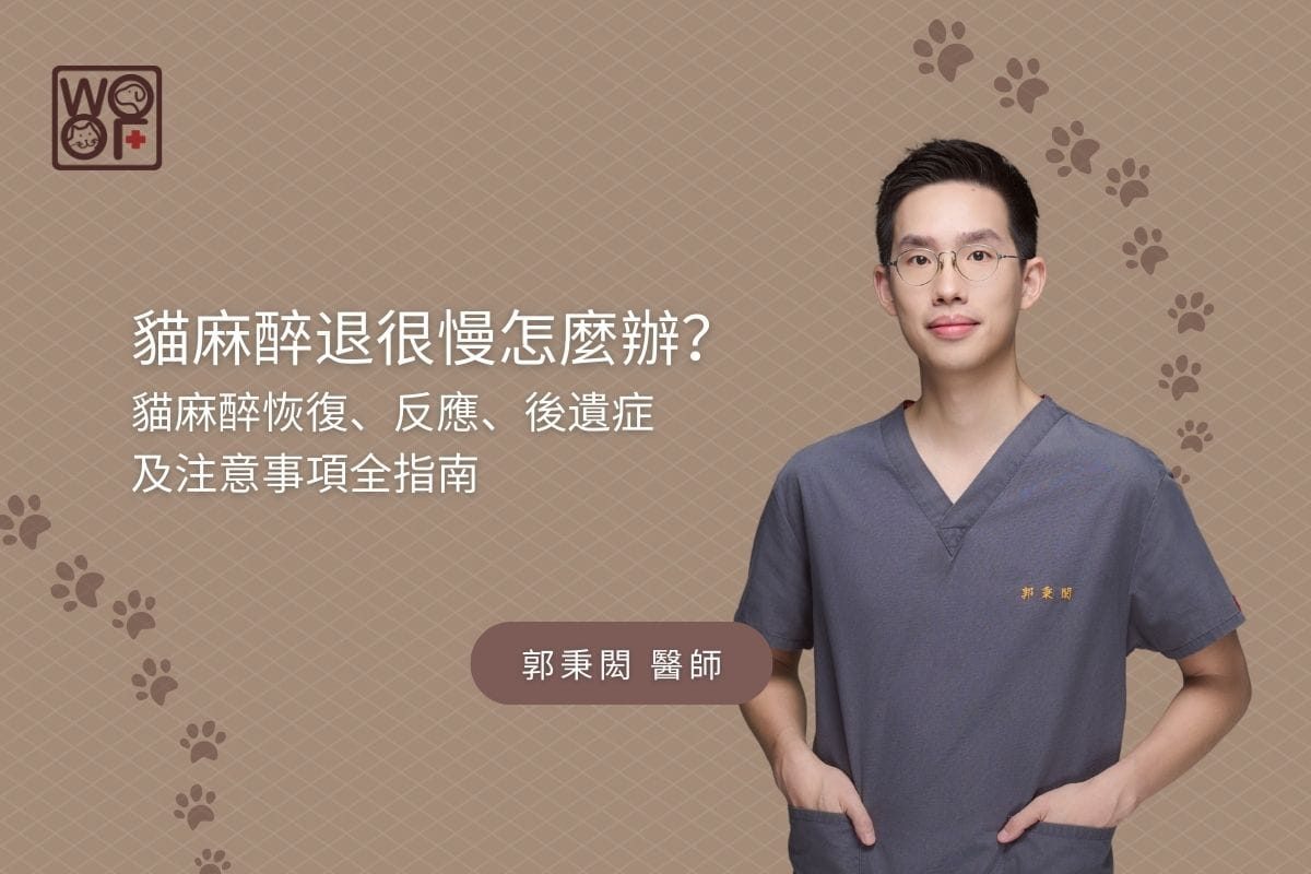 貓麻醉退很慢怎麼辦？貓麻醉恢復、反應、後遺症及注意事項全指南
