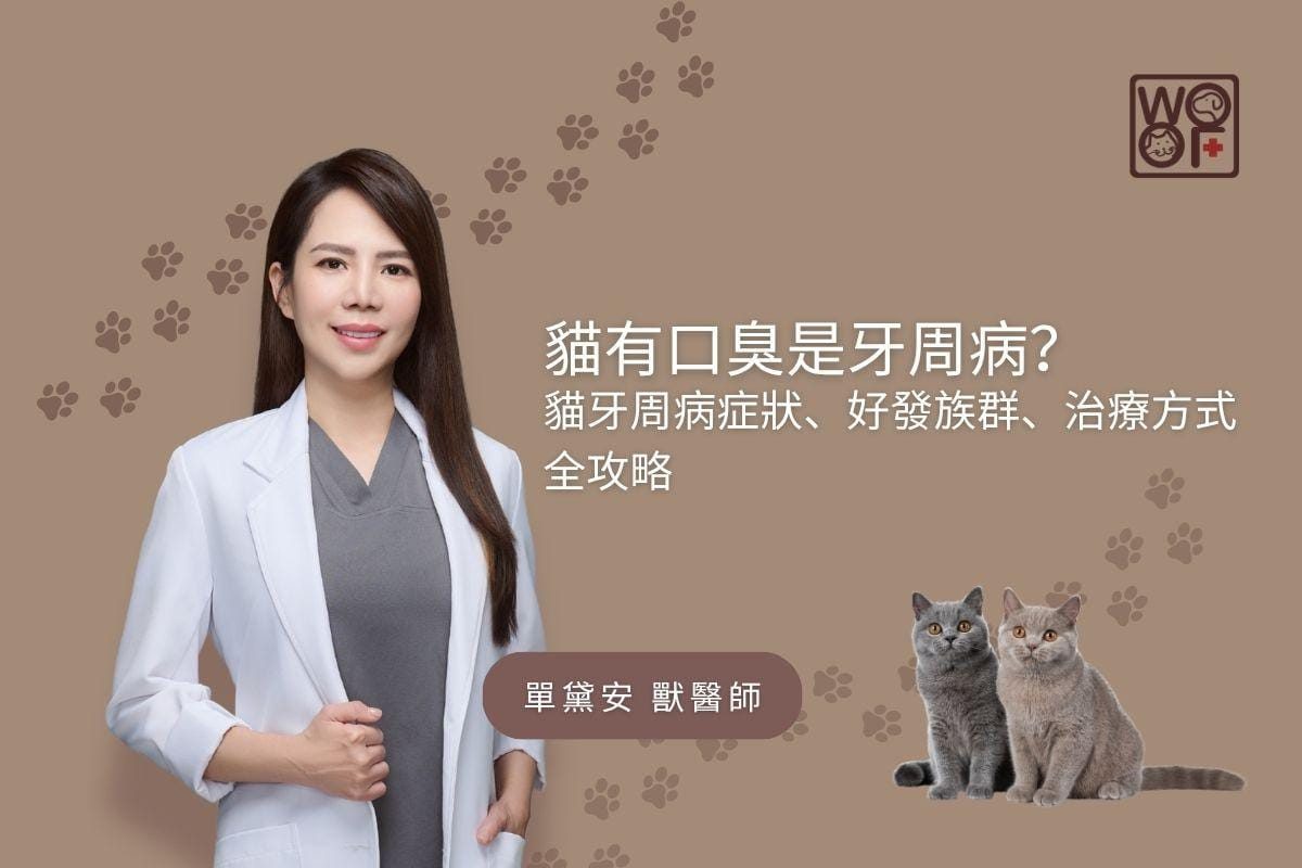貓有口臭是牙周病？貓牙周病症狀、好發族群、治療方式全攻略