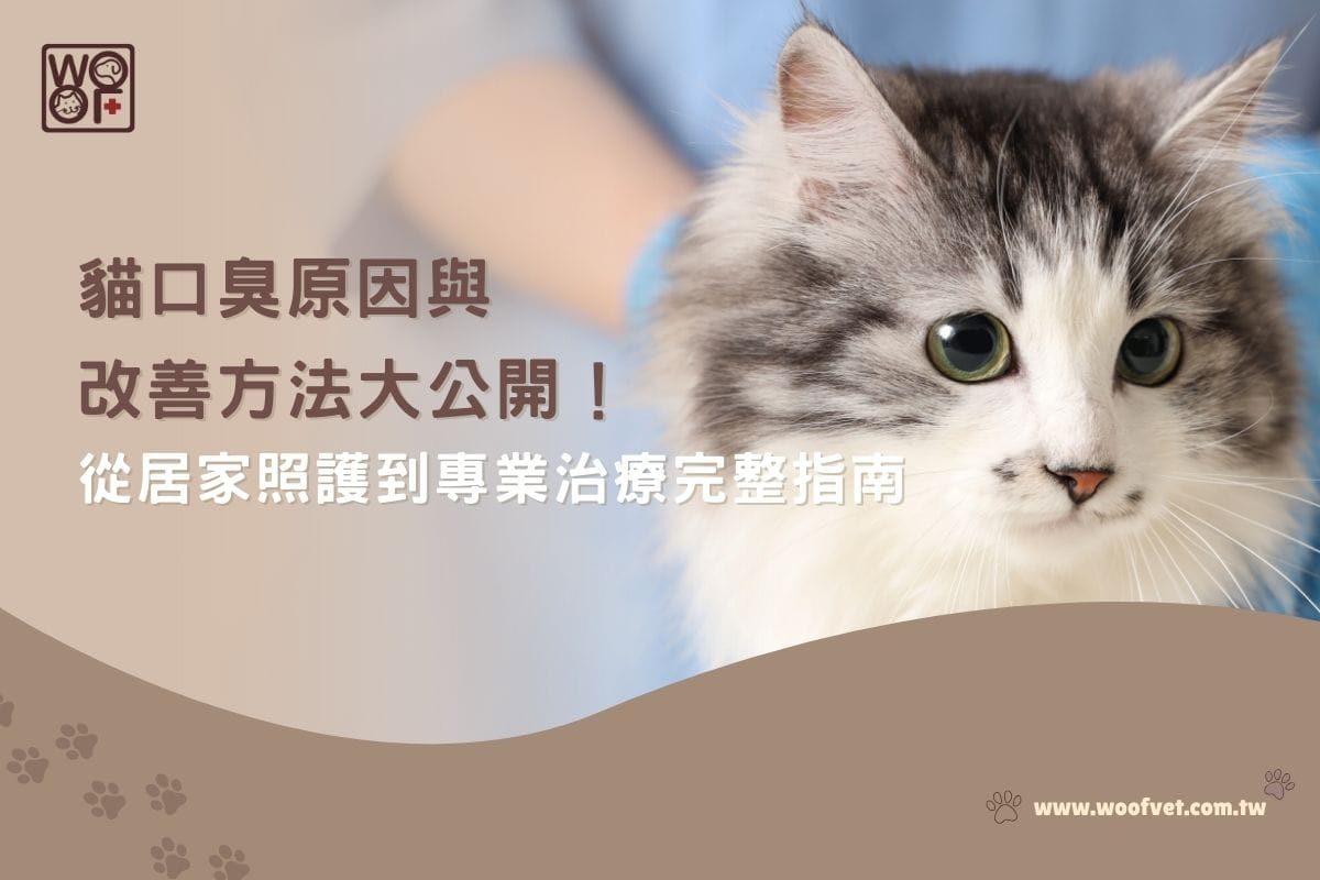 貓口臭原因與改善方法大公開！從居家照護到專業治療完整指南