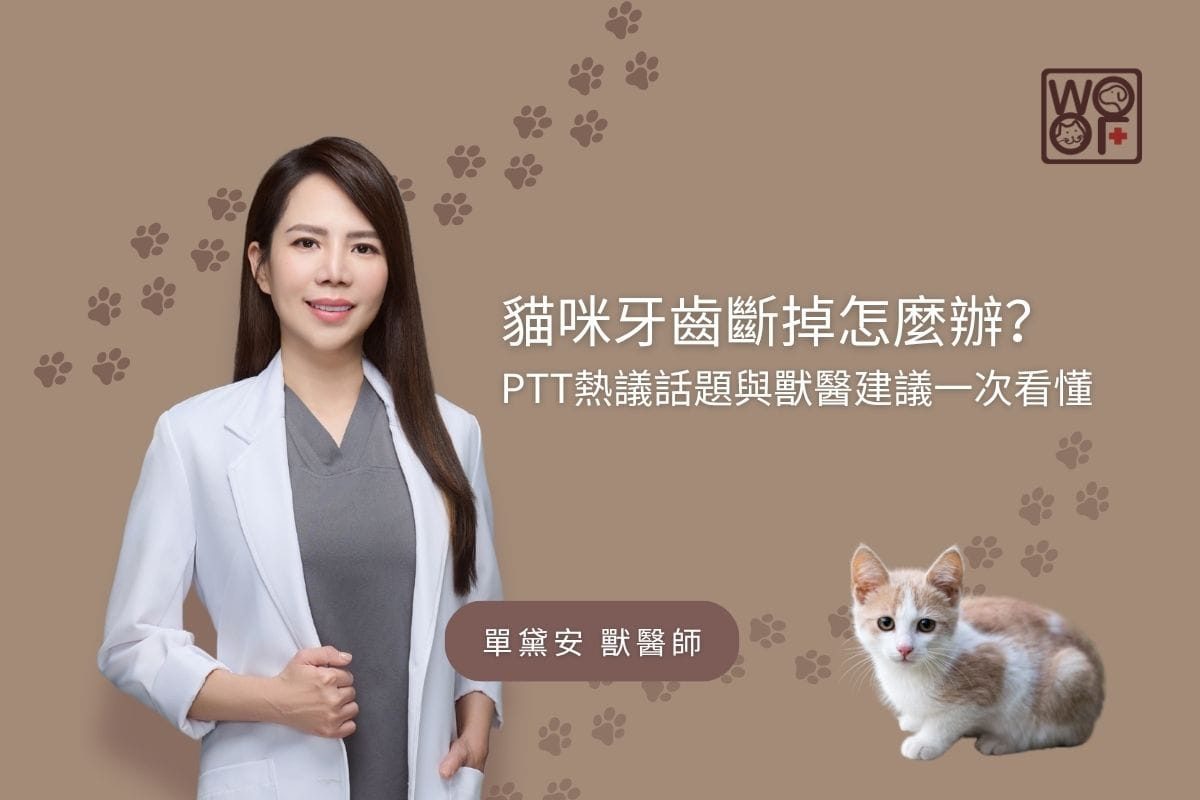 貓咪牙齒斷掉怎麼辦？PTT熱議話題與獸醫建議一次看懂
