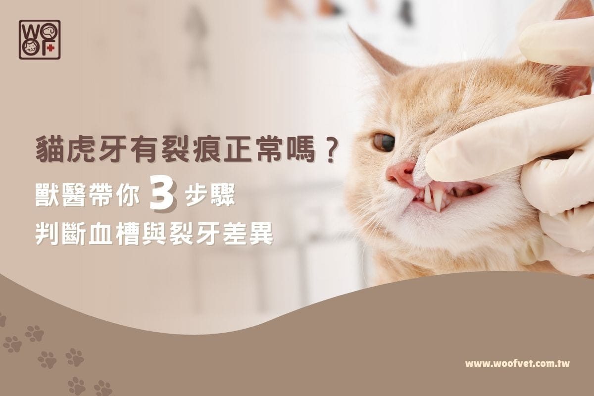 貓虎牙有裂痕正常嗎？獸醫帶你 3 步驟：判斷血槽與裂牙差異