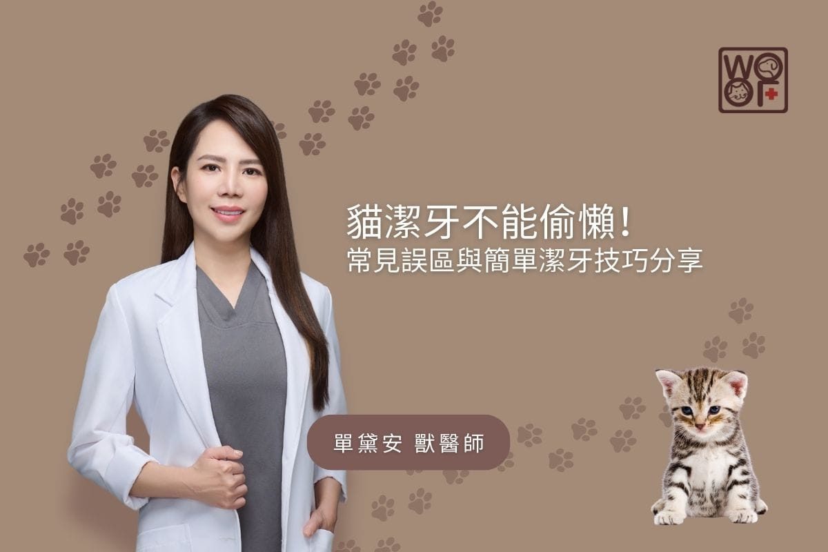 貓潔牙不能偷懶！常見誤區與簡單潔牙技巧分享