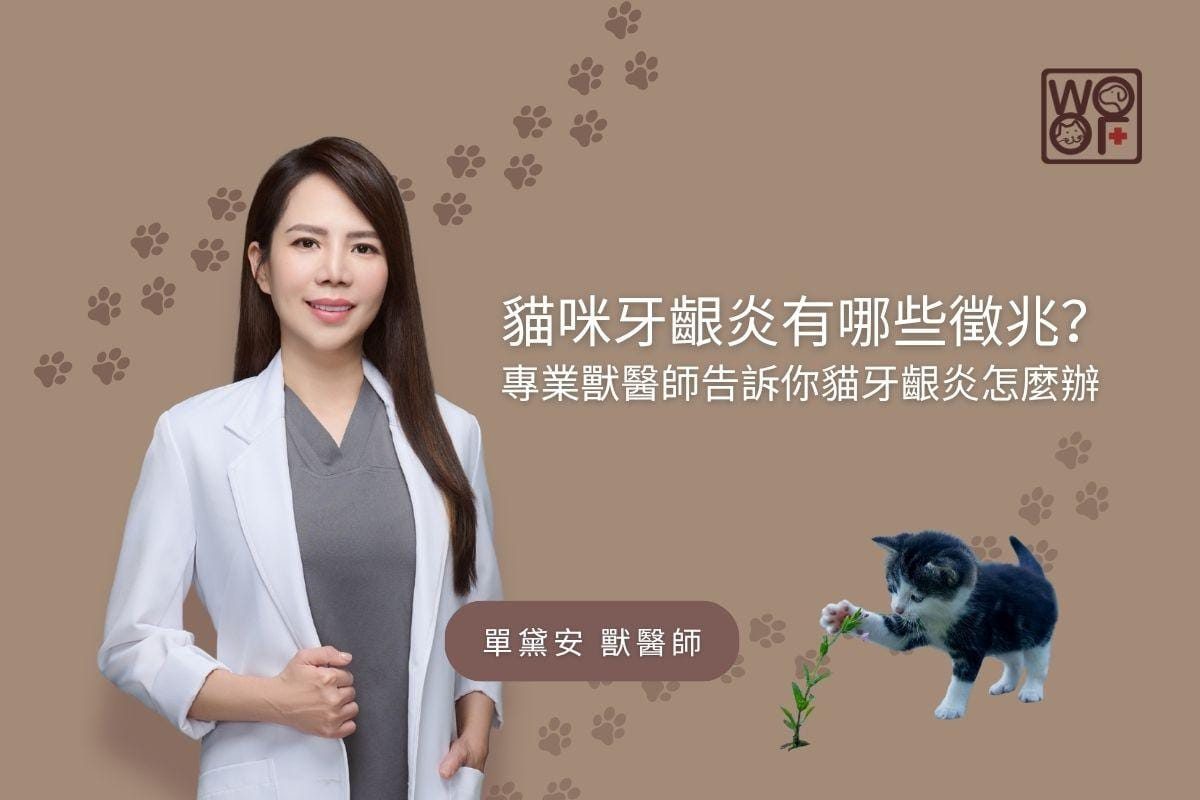 貓咪牙齦炎有哪些徵兆？專業獸醫師告訴你貓牙齦炎怎麼辦