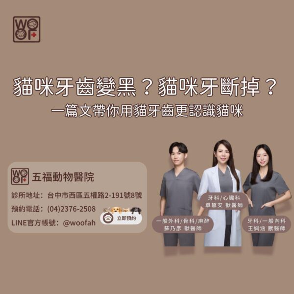 貓咪牙齒變黑？貓咪牙斷掉？一篇文帶你用貓牙齒更認識貓咪