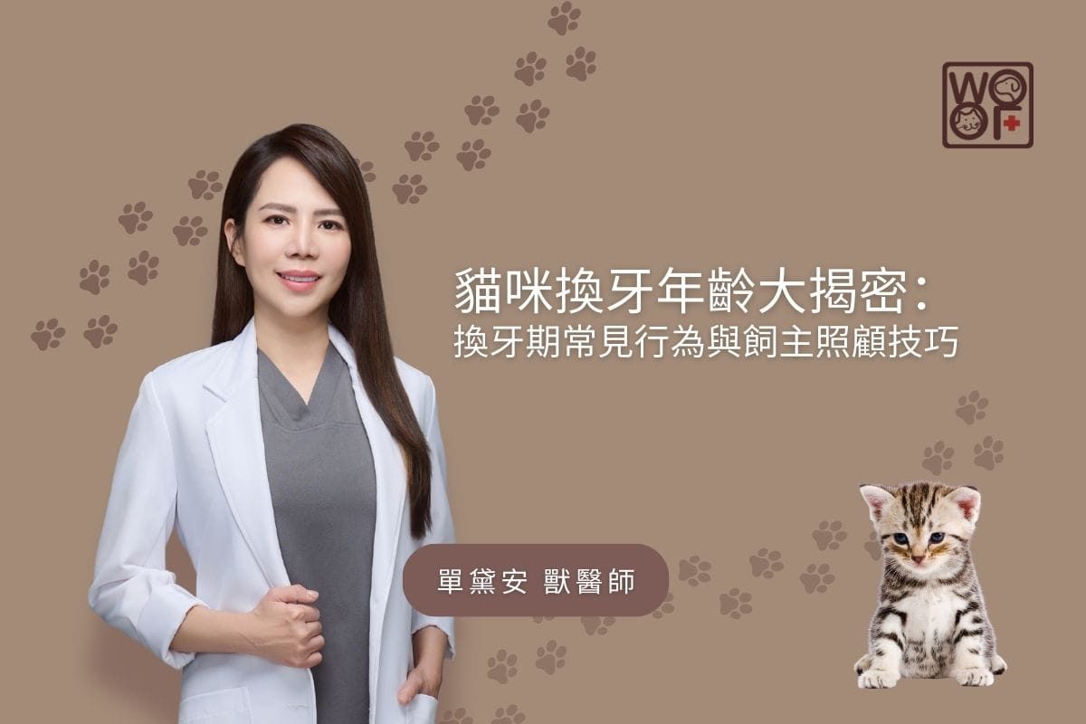 貓咪換牙年齡大揭密：換牙期常見行為與飼主照顧技巧