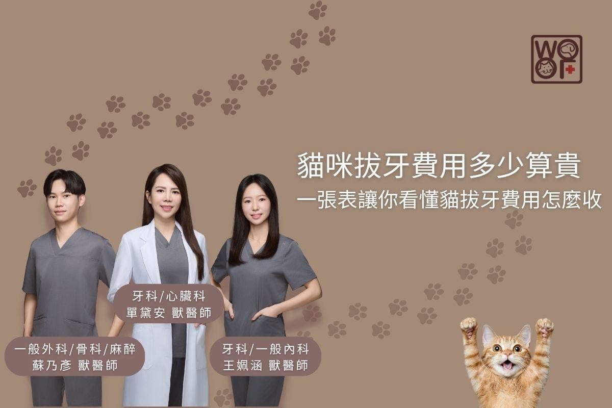 貓咪拔牙費用多少算貴 一張表讓你看懂貓拔牙費用怎麼收