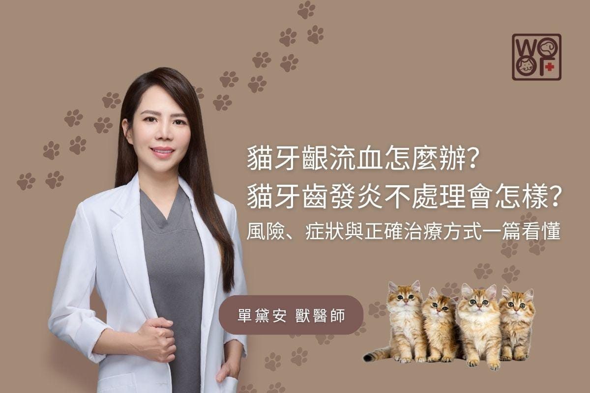 貓牙齦流血怎麼辦？ 貓牙齒發炎不處理會怎樣？風險、症狀與正確治療方式一篇看懂