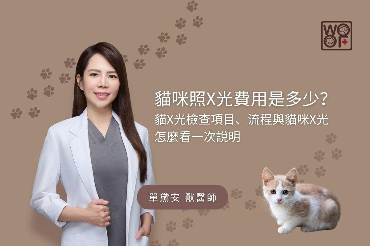 貓咪照X光費用是多少？貓X光檢查項目、流程與貓咪X光怎麼看一次說明