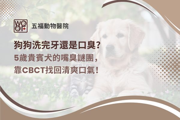 狗狗洗完牙還是口臭？5歲貴賓犬的嘴臭謎團，靠CBCT找回清爽口氣