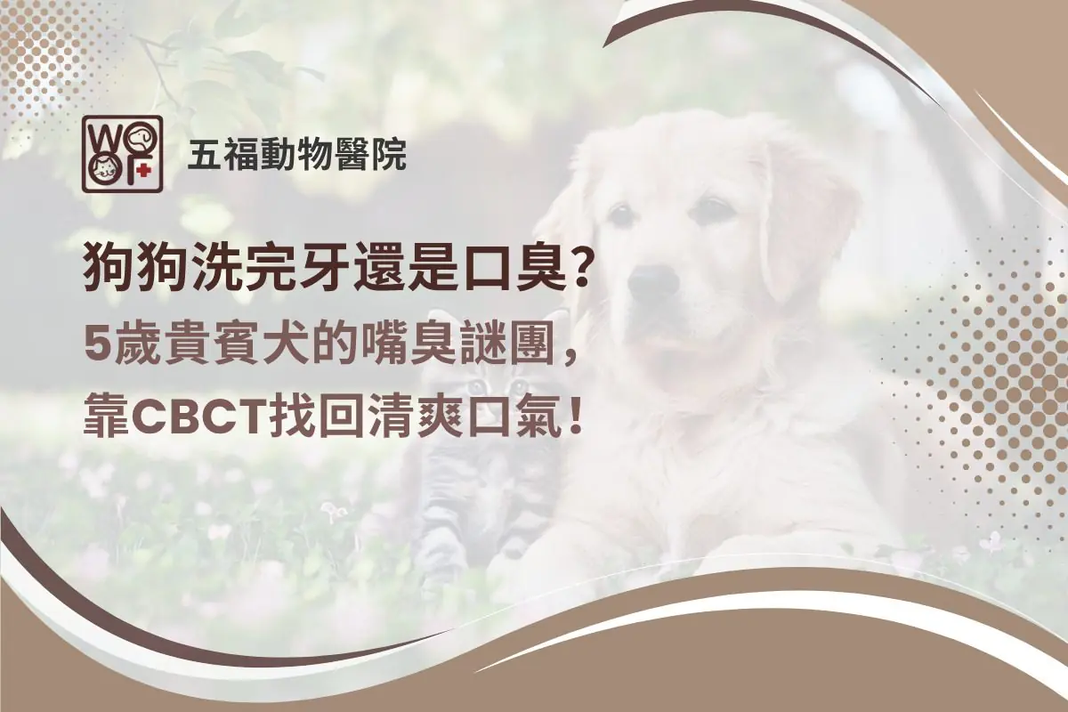 狗狗洗完牙還是口臭？5歲貴賓犬的嘴臭謎團，靠CBCT找回清爽口氣